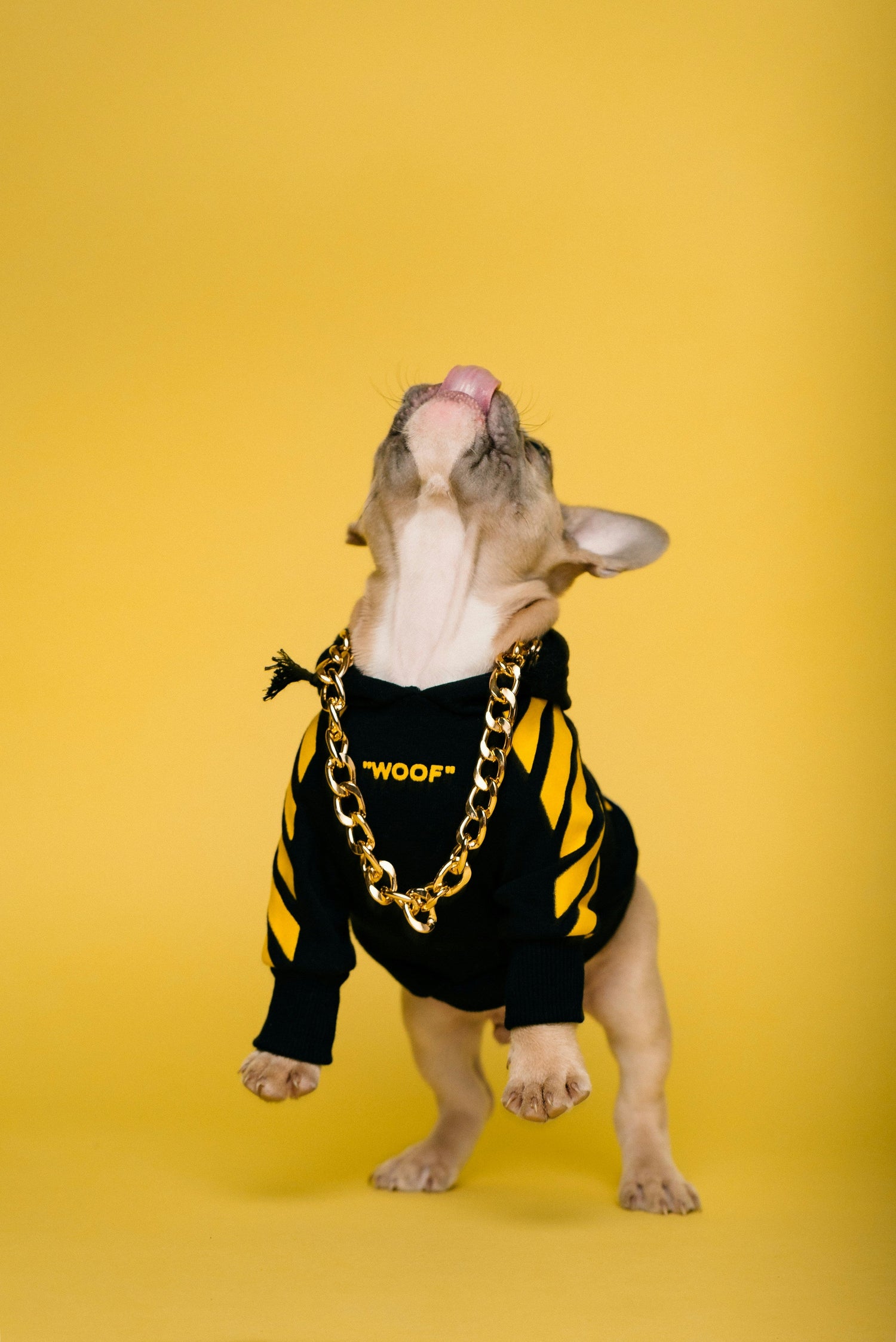 Pet Accessories and Fashion